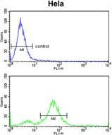 IHC-plus™ DAB2 Antibody (aa743-770)