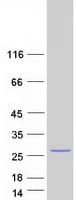 Human MIA40 / CHCHD4 Protein (Recombinant Myc-DDK (Flag))