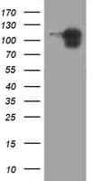 CDH1 / E Cadherin Antibody (clone OTI2D6, Carrier-free)