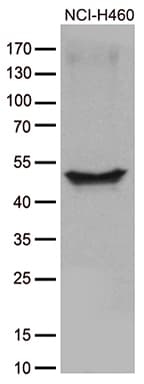 Monoclonal Mouse anti-Human CRLF3 Antibody (clone OTI2A10, IHC, WB)