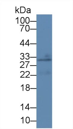 CREG / CREG1 Antibody (aa75-220)