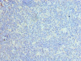 Polyclonal Rabbit anti-Human CLEC12A / CD371 Antibody (aa66-265, IHC, WB)