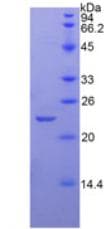 Rat PON1 / ESA Protein (Recombinant His)