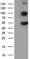 HARS2 Antibody (clone OTI6F9, Carrier-free)