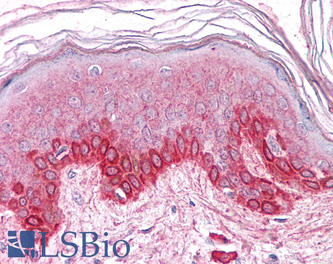 IHC-plus™ GM2A Antibody (N-Terminus)