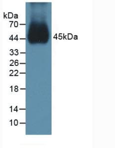 BMP15 Antibody (aa274-390)