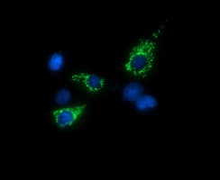TRMU Antibody (clone OTI2A4)