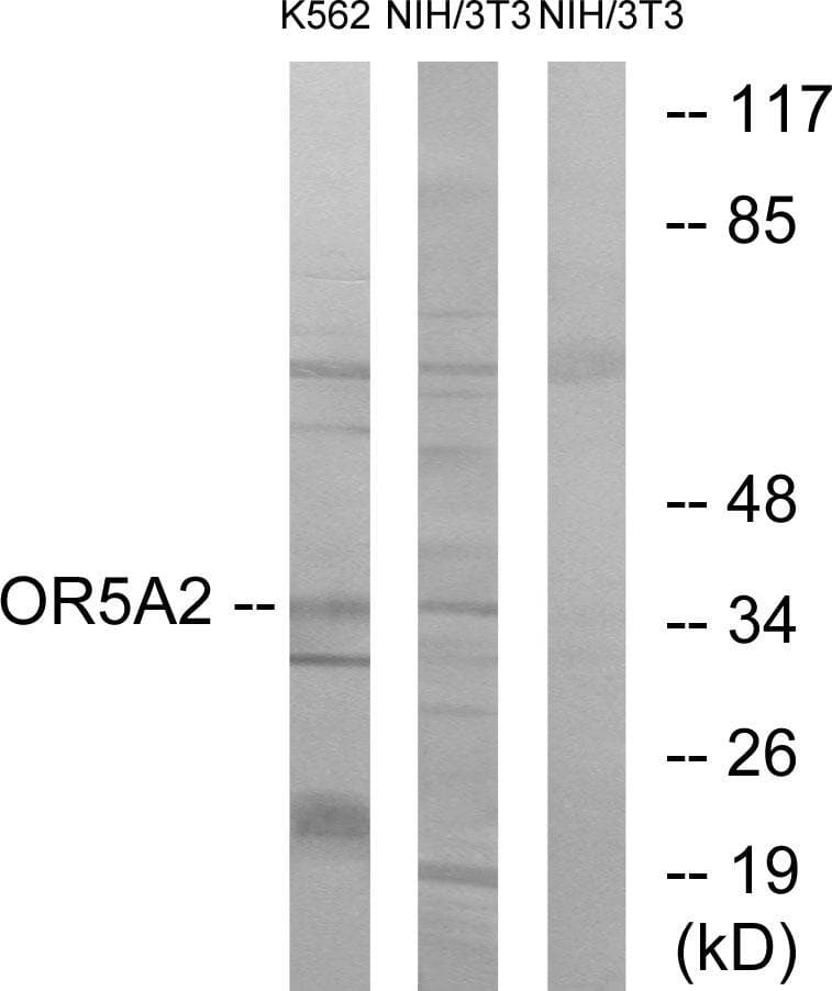 Polyclonal Rabbit anti-Human OR5A2 Antibody (IF, WB)