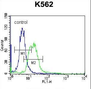 MPP3 Antibody (aa406-434)