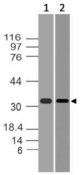 CASP3 / Caspase 3 Antibody