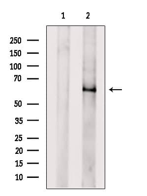 ATL3 Antibody