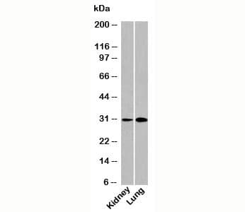 Polyclonal Rabbit anti-Human DRAM1 / DRAM Antibody (N-Terminus, WB)