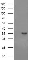 CD1C Antibody (clone OTI2F1)
