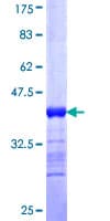 Human GOB5 / CLCA1 Protein (Recombinant GST, N-terminus)