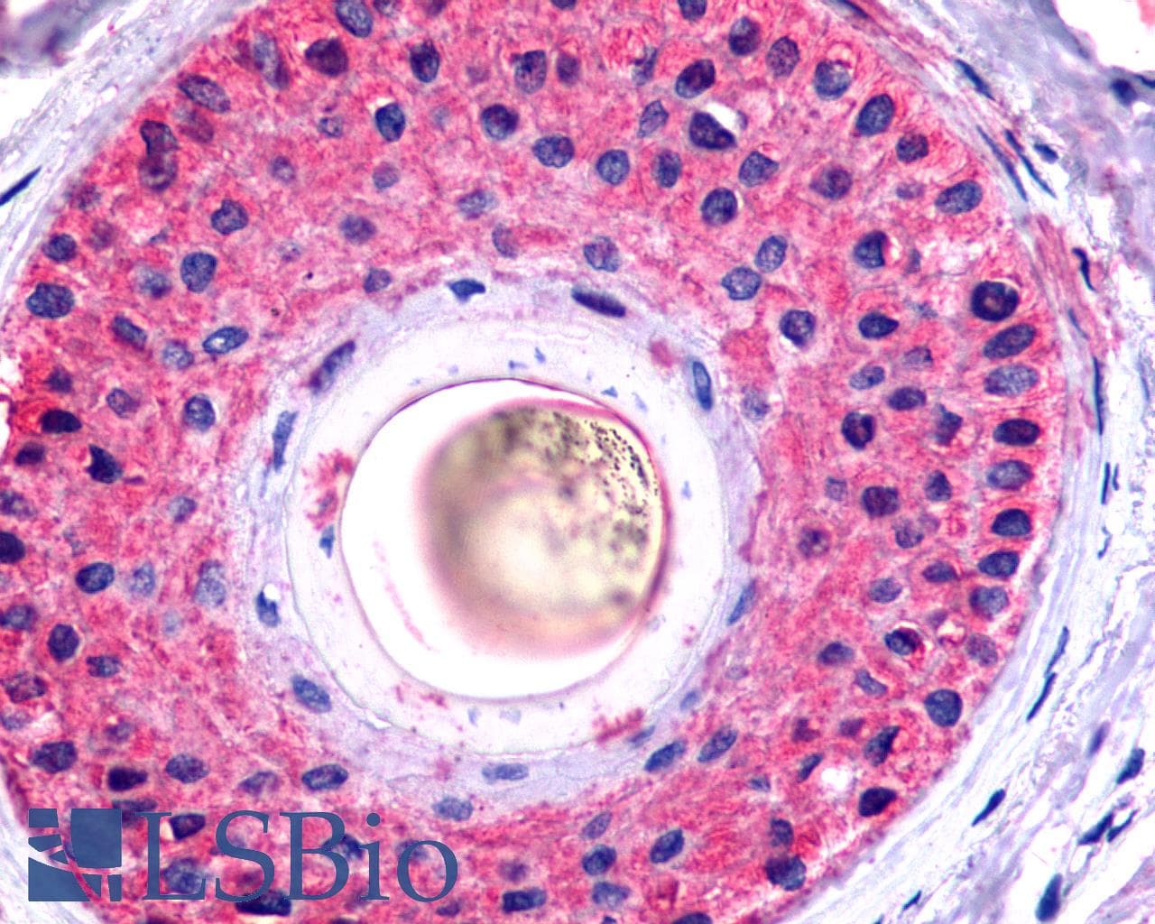 PathPlus™ Polyclonal Rabbit anti-Human GALR2 / Galanin Receptor 2 Antibody (Transmembrane Domain, IHC)