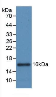 IL8 / Interleukin 8 Antibody (aa23-101, Biotin)
