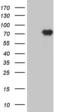 Monoclonal Mouse anti-Human PRMT7 Antibody (clone OTI10A8, Carrier-free, WB)