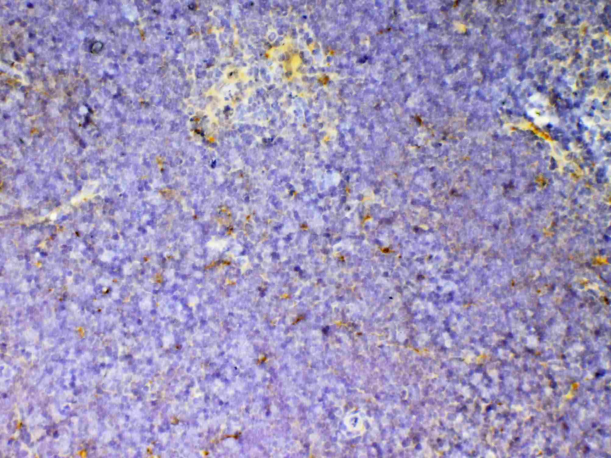 Polyclonal Rabbit anti-Mouse cd59a Antibody (IHC, WB)