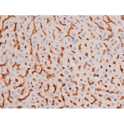 c-Kit / CD117 Antibody (phospho-Tyr703)