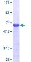 Human RBM8A / Y14 Protein (Recombinant GST)
