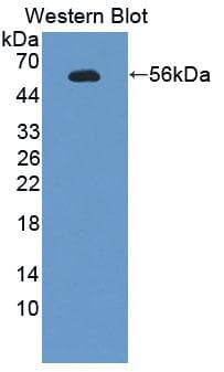 FARS2 Antibody (APC)