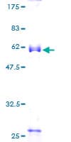 Human RYBP Protein (Recombinant GST)