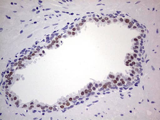 Monoclonal Mouse anti-Human NKX3-1 Antibody (clone OTI2D2, IHC, WB)