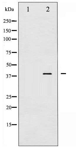 AP-1 / JUND Antibody (phospho-Ser255)