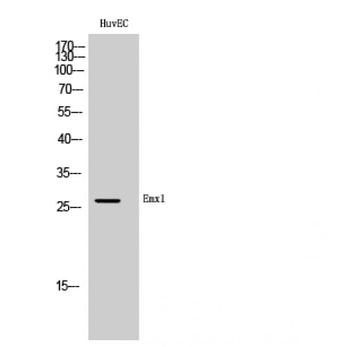 EMX1 Antibody (150-230 aa, C-terminal)