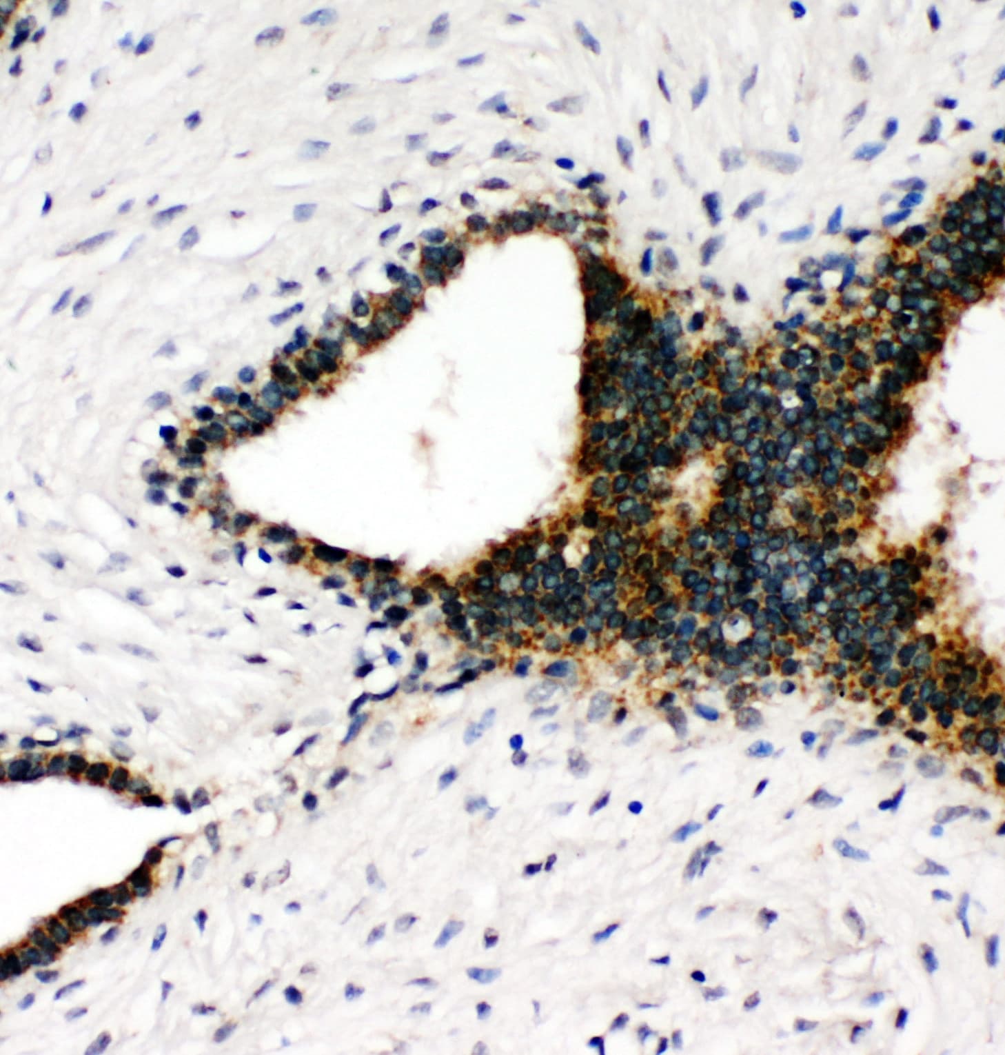 ANXA7 / Annexin VII / SNX Antibody (aa445-460)