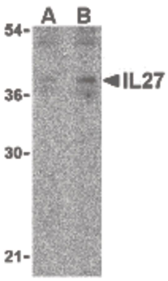 IHC-plus™ IL27 Antibody
