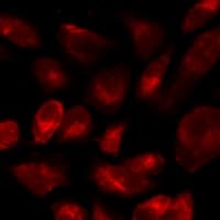 CD46 Antibody