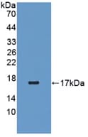 RBP5 Antibody (aa2-135, Biotin)