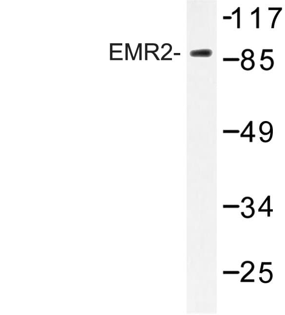 Polyclonal Rabbit anti-Human ADGRE2 / EMR2 Antibody (Leu160, IF, WB)