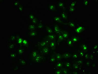 HIST1H2BN Antibody