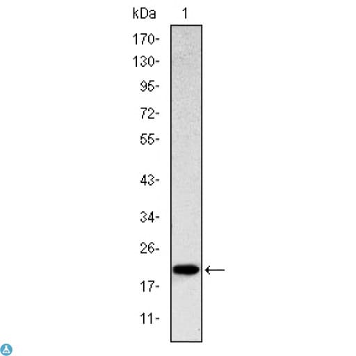 KLRD1 / CD94 Antibody