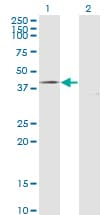 CD95 / FAS Antibody (clone 5B4)