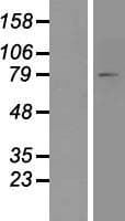 ACSL4 / FACL4 Protein (Over-Expression Lysate Myc-DDK (Flag))