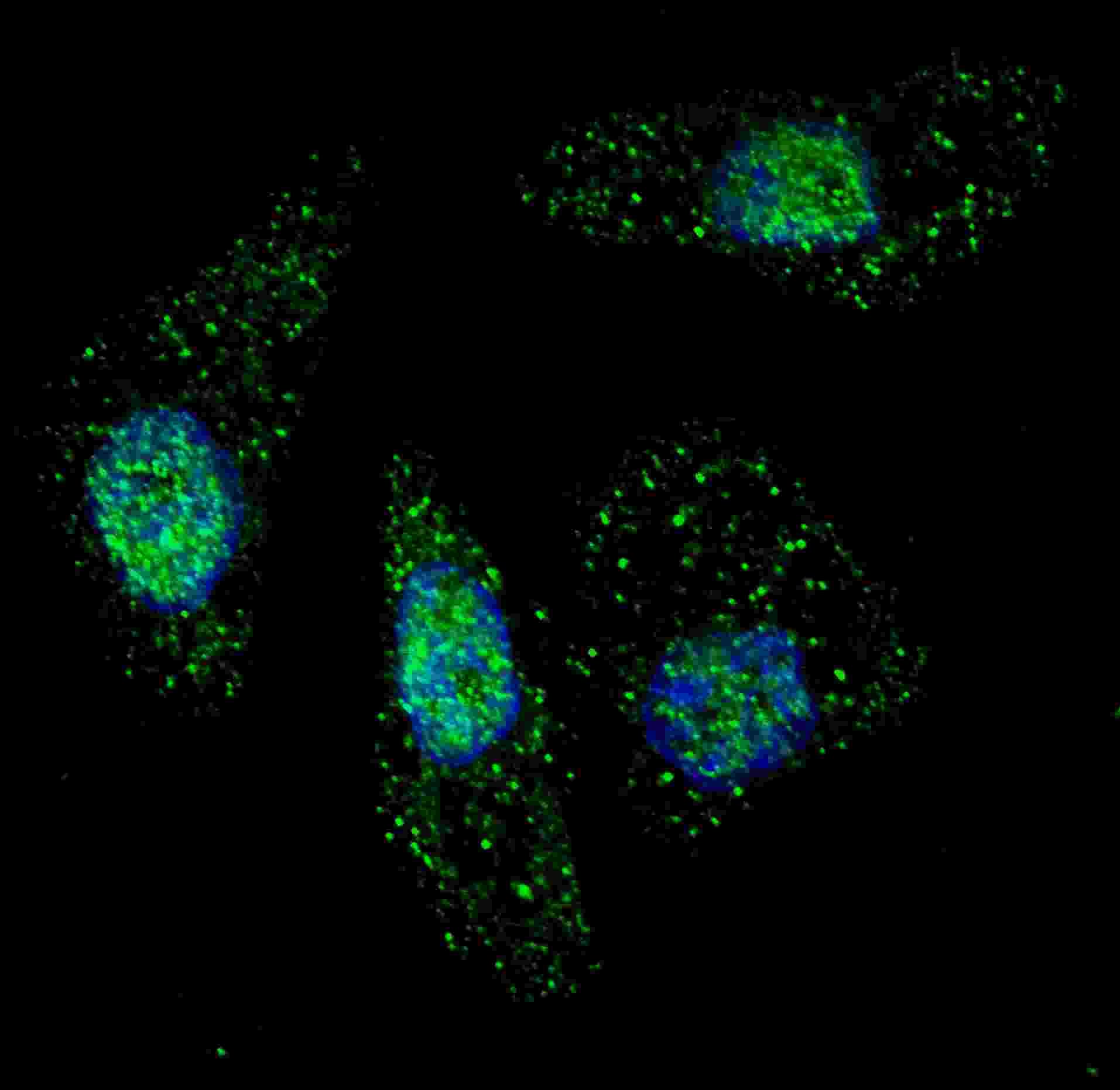 Apg7 / ATG7 Antibody (aa494-523)