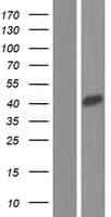 CXorf66 Protein (Over-Expression Lysate Myc-DDK (Flag))