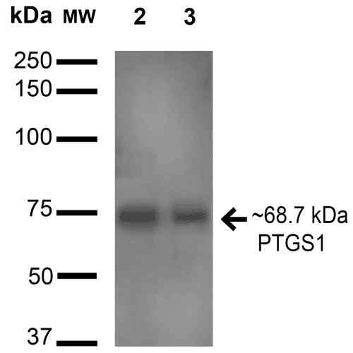 PTGS1 / COX-1 Antibody (Biotin)
