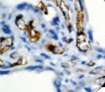VWF / Von Willebrand Factor Antibody (Ready-to-Use)