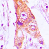 MRPL46 Antibody (Internal)