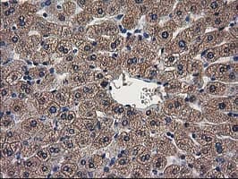 Monoclonal Mouse anti-Human ARFGAP1 Antibody (clone OTI1F6, IHC, IF, WB)