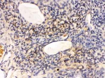 GNAQ Antibody