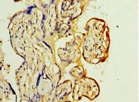 YARS2 Antibody (aa228-477)