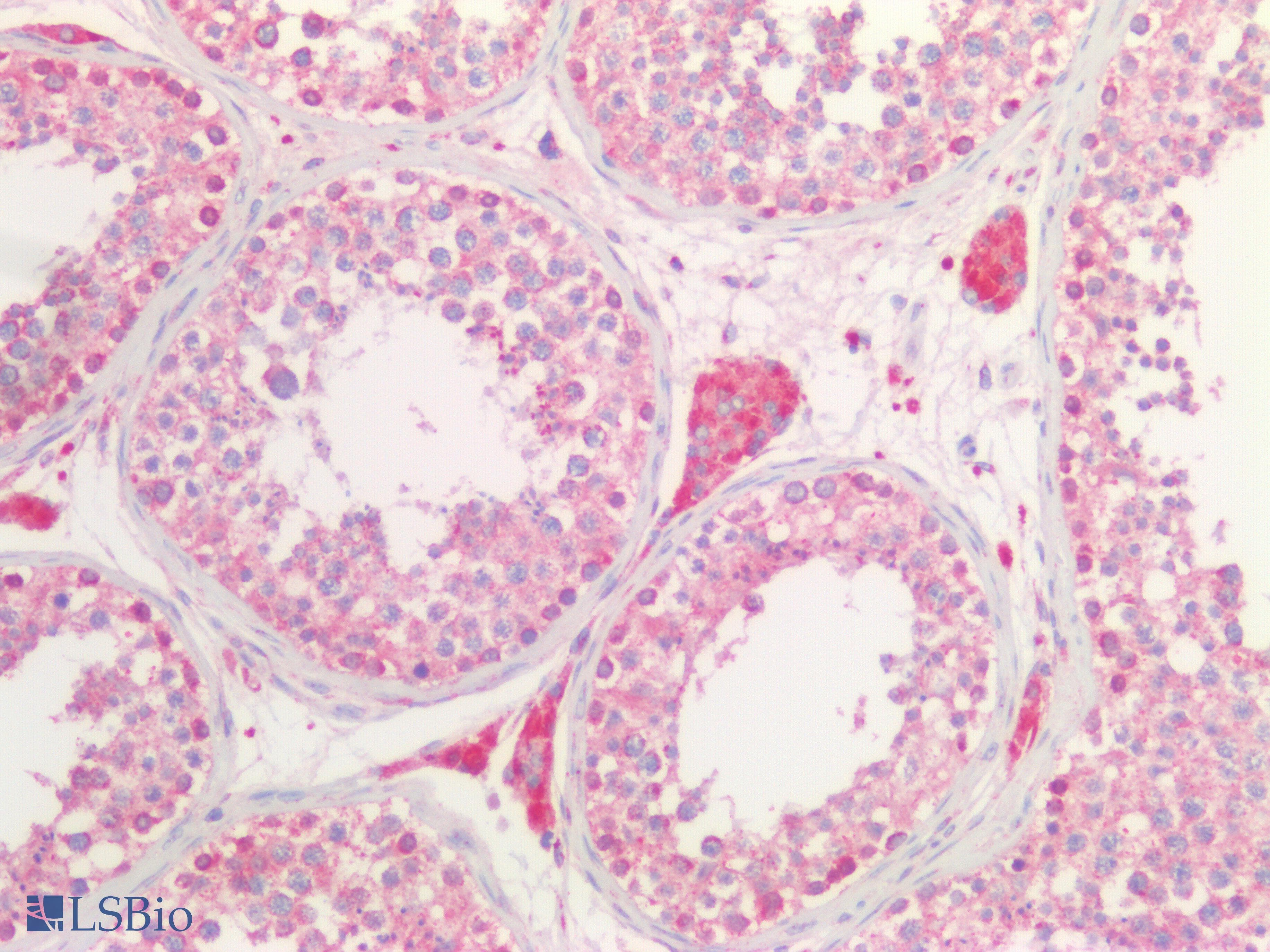 NAGLU Antibody (aa485-743)