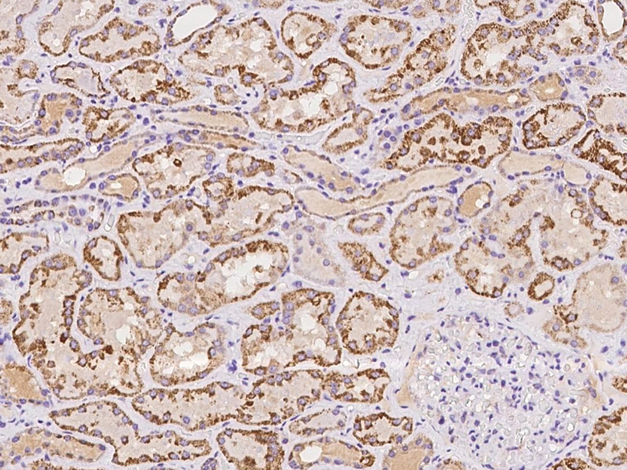 Polyclonal Rabbit anti-Human GCSH Antibody (IHC)