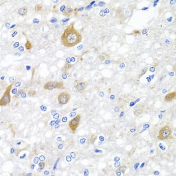 NRG4 Antibody