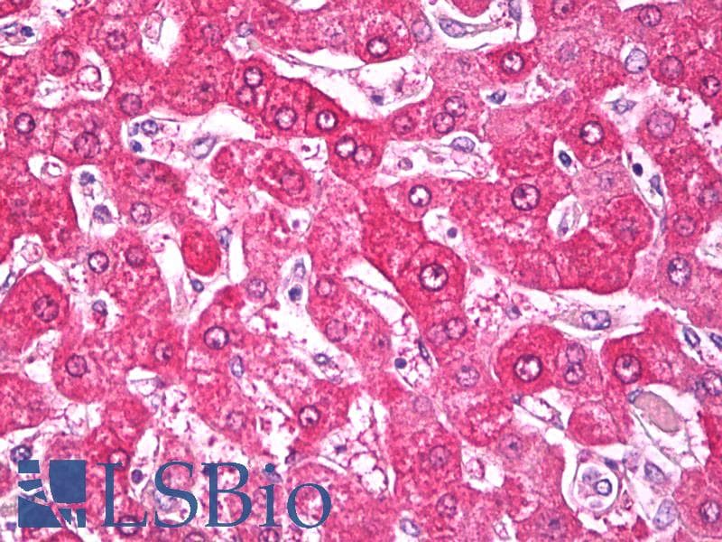 IHC-plus™ NDUFS7 Antibody (aa58-68)